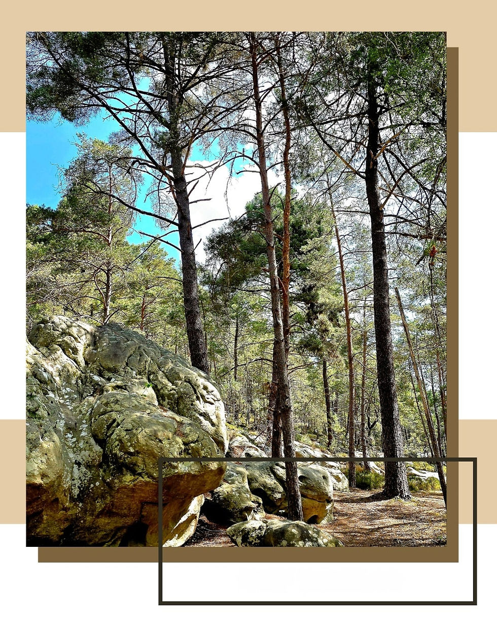 Randonner en forêt de Fontainebleau