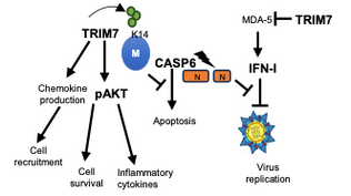 Rutgers: TRIM7 ubiquitinates SARS-CoV-2 membrane protein to limit apoptosis and viral replication.