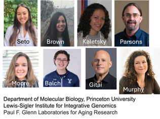 Princeton: Worm Learns Pathogen Avoidance from Bacteria