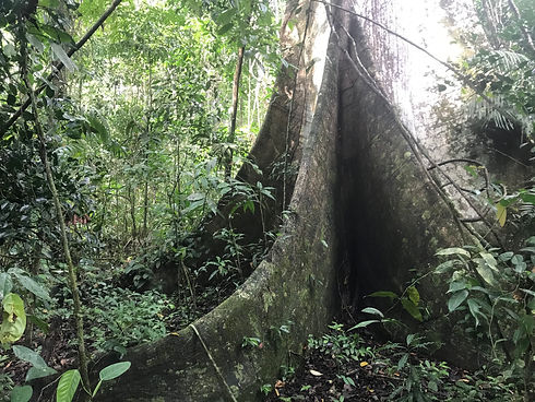 tropical tree in Panama