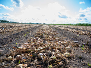 A field with onions