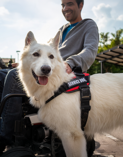 Service Dog Training