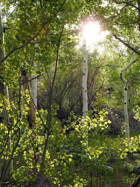 Aspen Grove