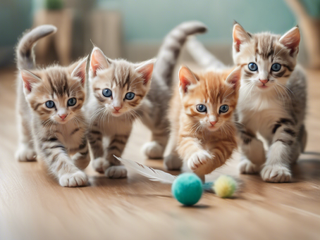 Meet Our Meow-some Foster Kittens