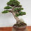 Thumbnail: Bonsai tree for sale Wrightia Religiosa