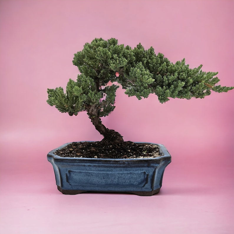 Thumbnail: 10yrs Juniper Bonsai Live tree Bonsai tree indoor plant outdoor plant gardener 