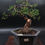 Thumbnail: Live Shimpaku Juniper Outdoor Bonsai Tree ; with Decorative Container same as p