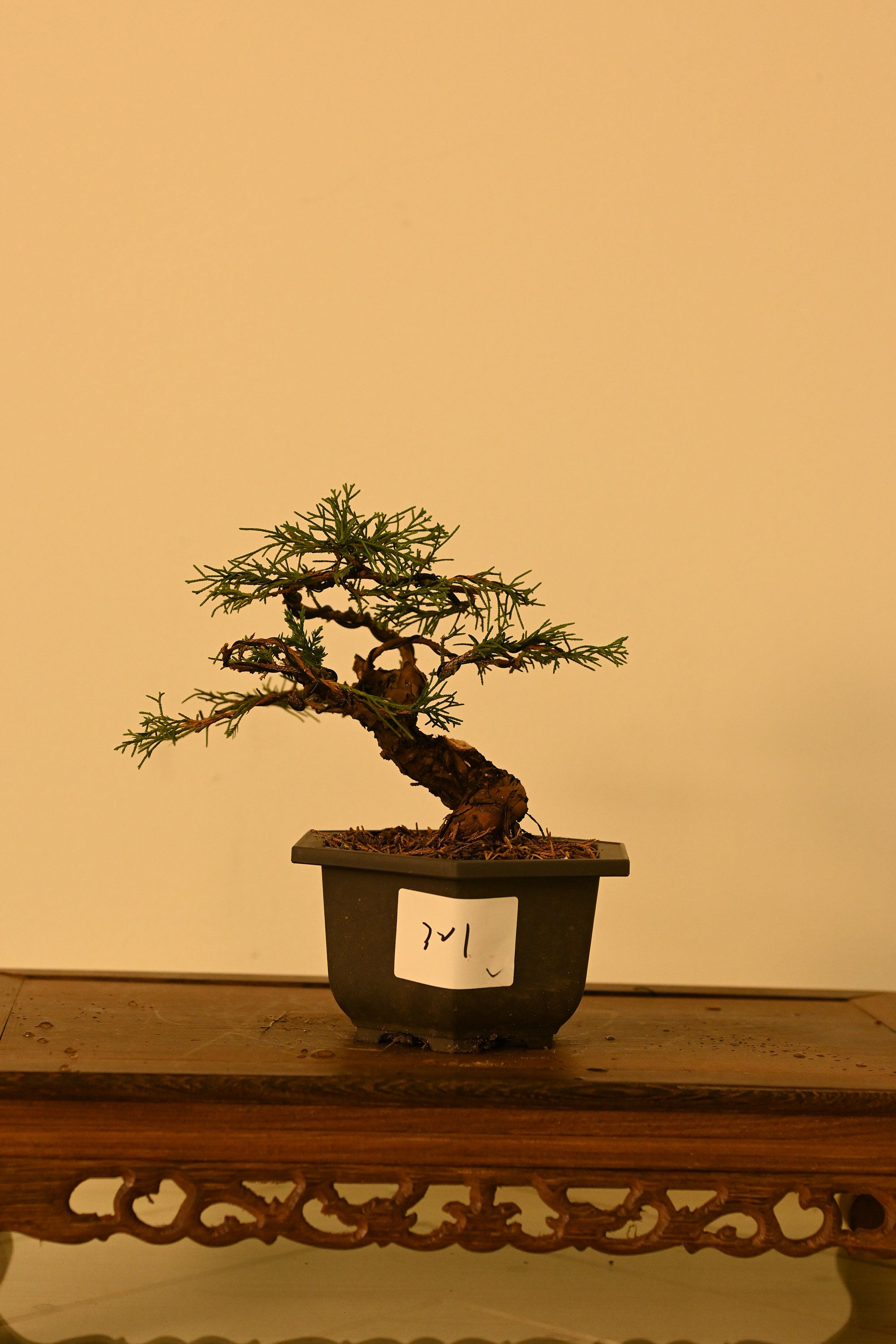Live Shimpaku Juniper Outdoor Bonsai Tree ; with Decorative Container same as p