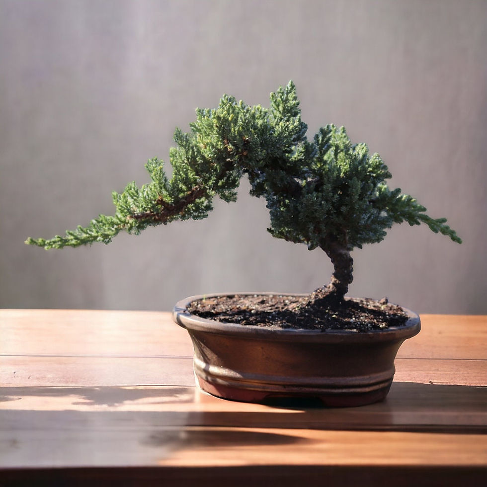 Thumbnail: 10yrs Juniper Bonsai Live tree Bonsai tree indoor plant outdoor plant gardener 