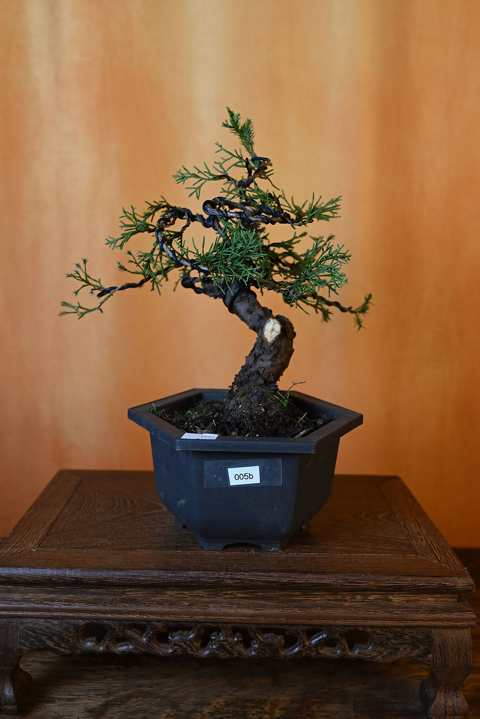 Thumbnail: Live Shimpaku Juniper Outdoor Bonsai Tree ; with Decorative Container same as p