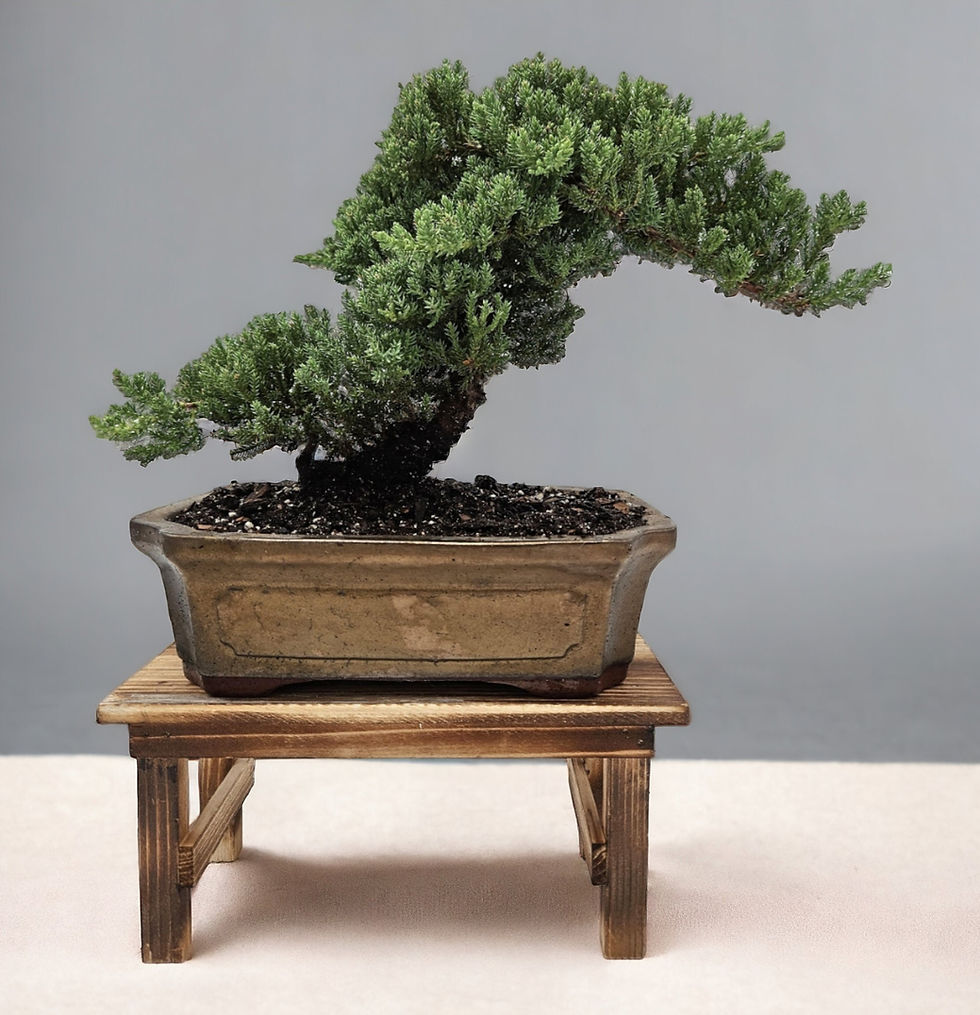 Thumbnail: 10yrs Juniper Bonsai Live tree Bonsai tree indoor plant outdoor plant gardener 
