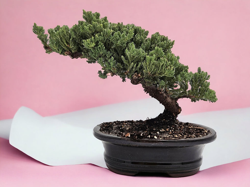 Thumbnail: 10yrs Juniper Bonsai Live tree Bonsai tree indoor plant outdoor plant gardener 