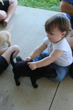 Jonah with Cooper x Gabby pup (1st litter)