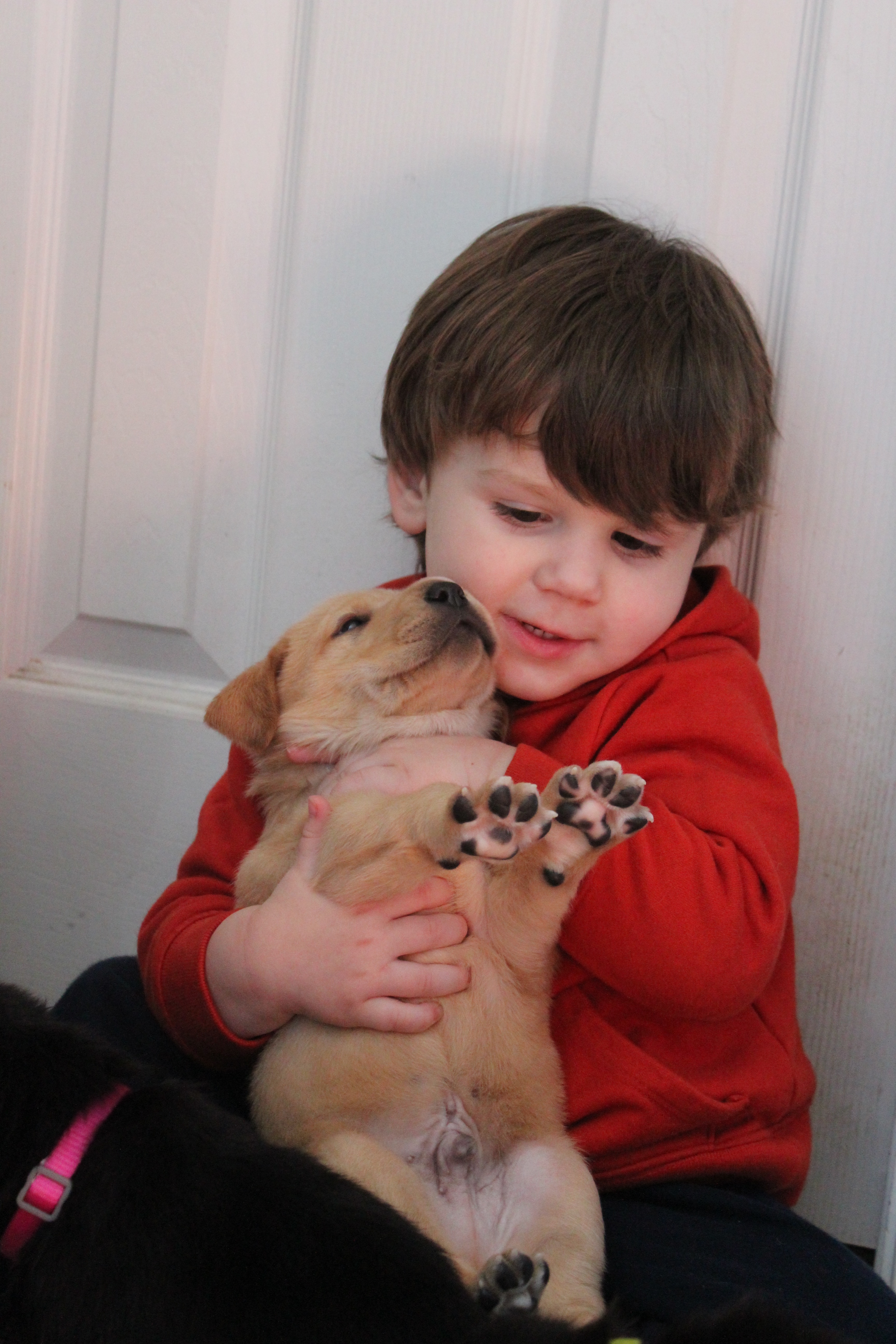 Gallery 3 Wingate Kennels IN