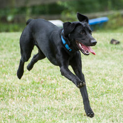 Indy 2 (Cooper x Gabby)