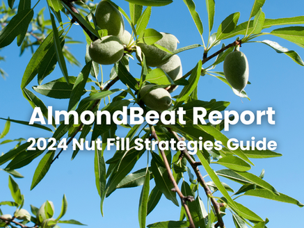 AlmondBeat #2 2024: Nut Fill Strategies Guide
