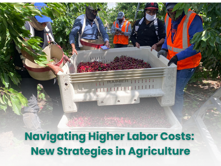 Navigating Higher Labor Costs: New Strategies in Agriculture