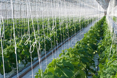25301053-a-shot-of-cucumber-plants-growi