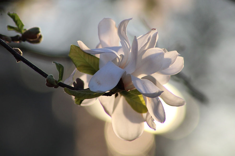 magnolia-4990515_1280.jpg