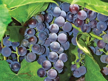 Gardening Blog Growing here