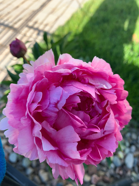 PEONY