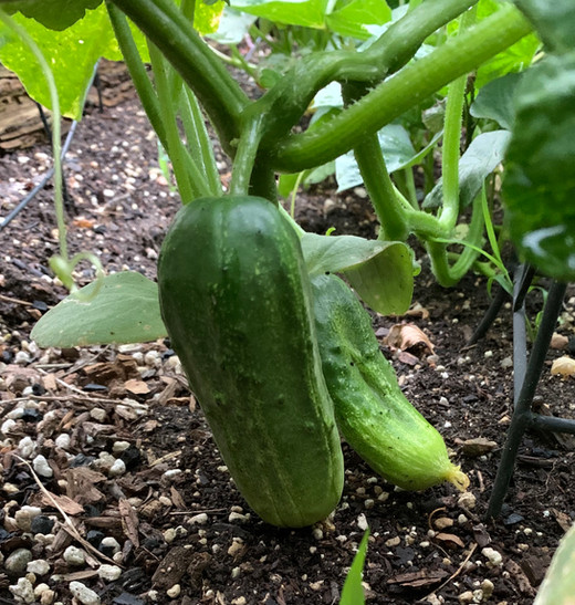 CUCUMBERS GROWING!