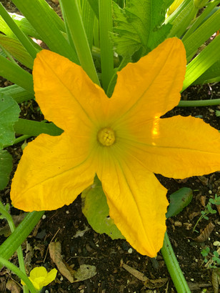 SQUASH BLOSSOM