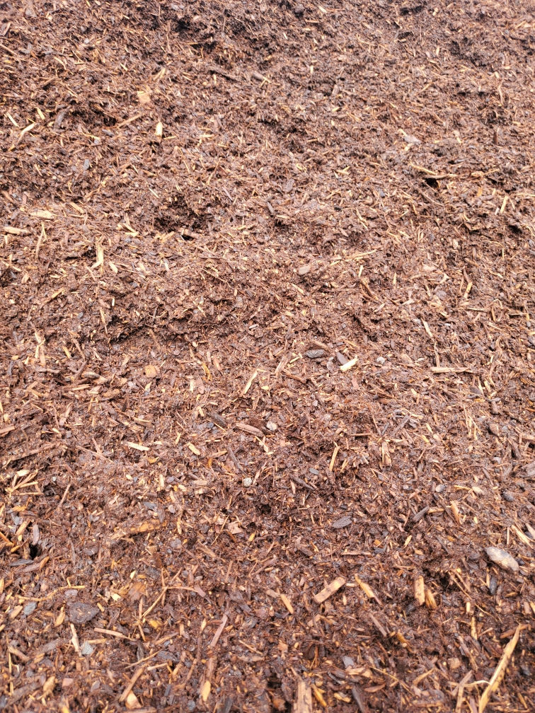Medium Dark Fir