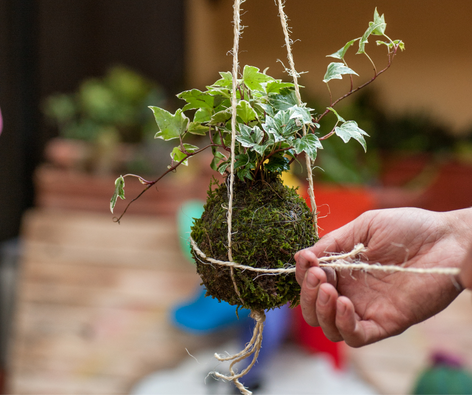 Kokedama