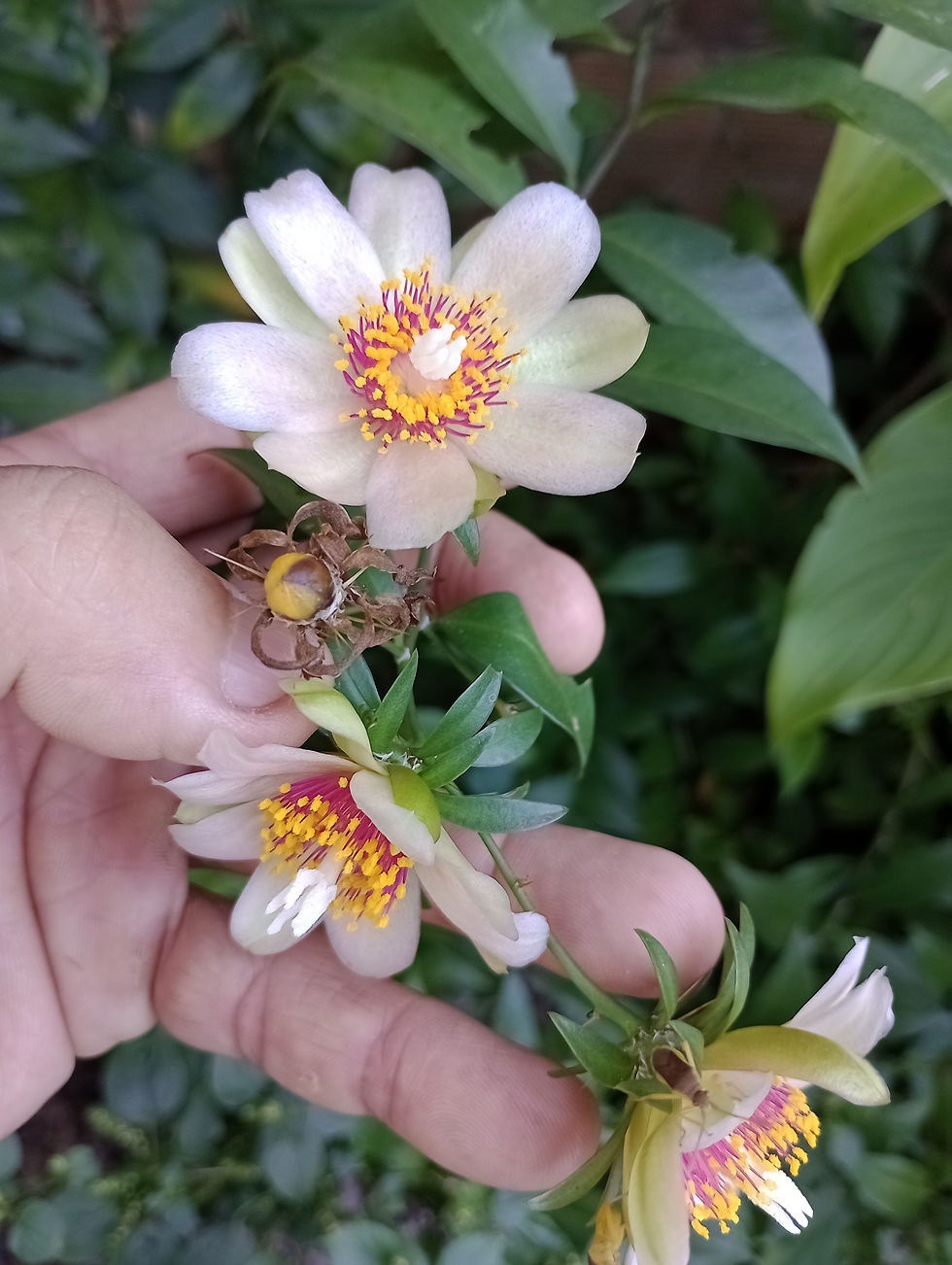 Floração da Ora-pro-nóbis