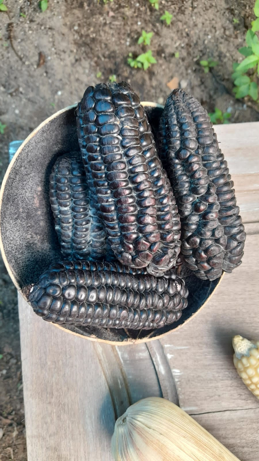 Milhos Andinos