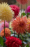65 - Dahlias Show 9-10-17 _mariarebelophotography com (2).jpg