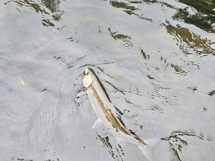 Truckee Tahoe Fly Fishing Report May 4th, 2023