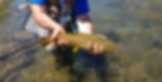 Brown Trout edited.jpg