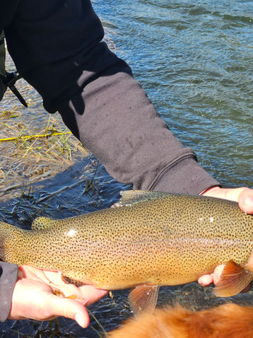 Truckee Tahoe Spring Fly Fishing Report for April 28th, 2026