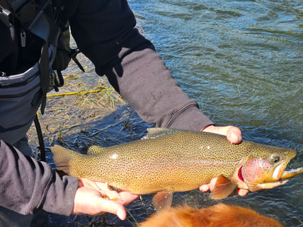 Truckee Tahoe Spring Fly Fishing Report for April 28th, 2026