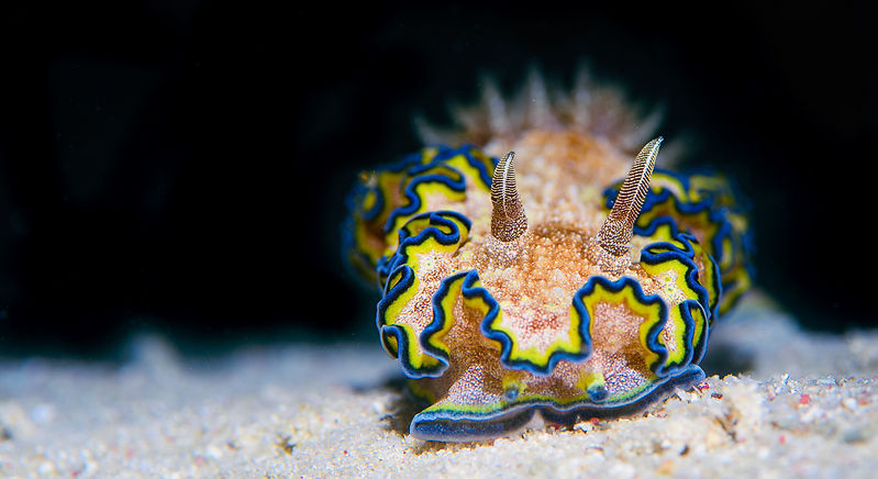 Nudibase 2022-1.jpg