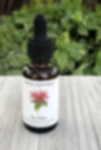 Bee Balm flower essence
