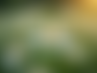 Feverfew Flower Essence: Benefits & Uses