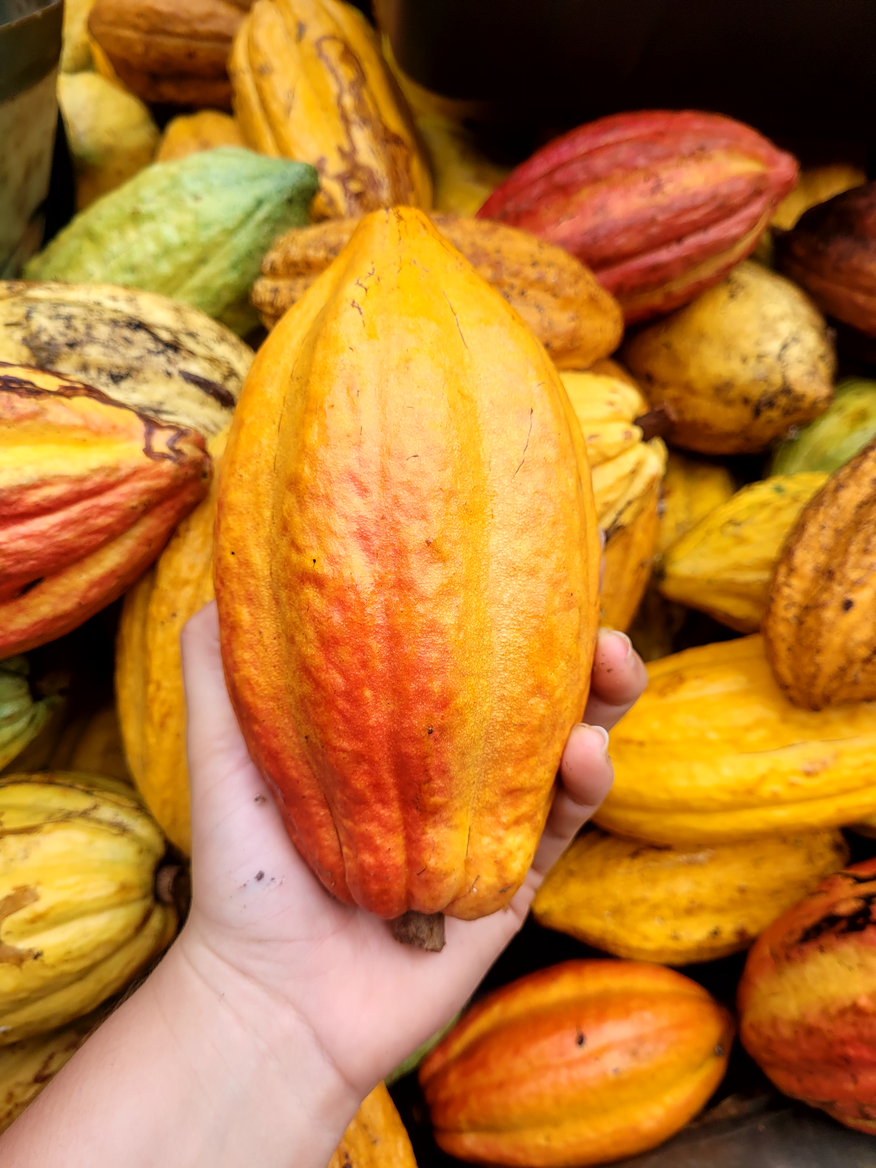 Cacao Pod