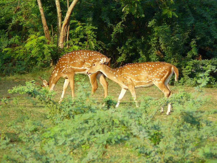 Deer_of_IIT_Madras_masatran_0058_0010.webp