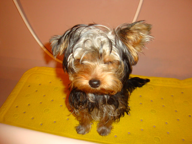 yorkshire-terrier-01-vorher
