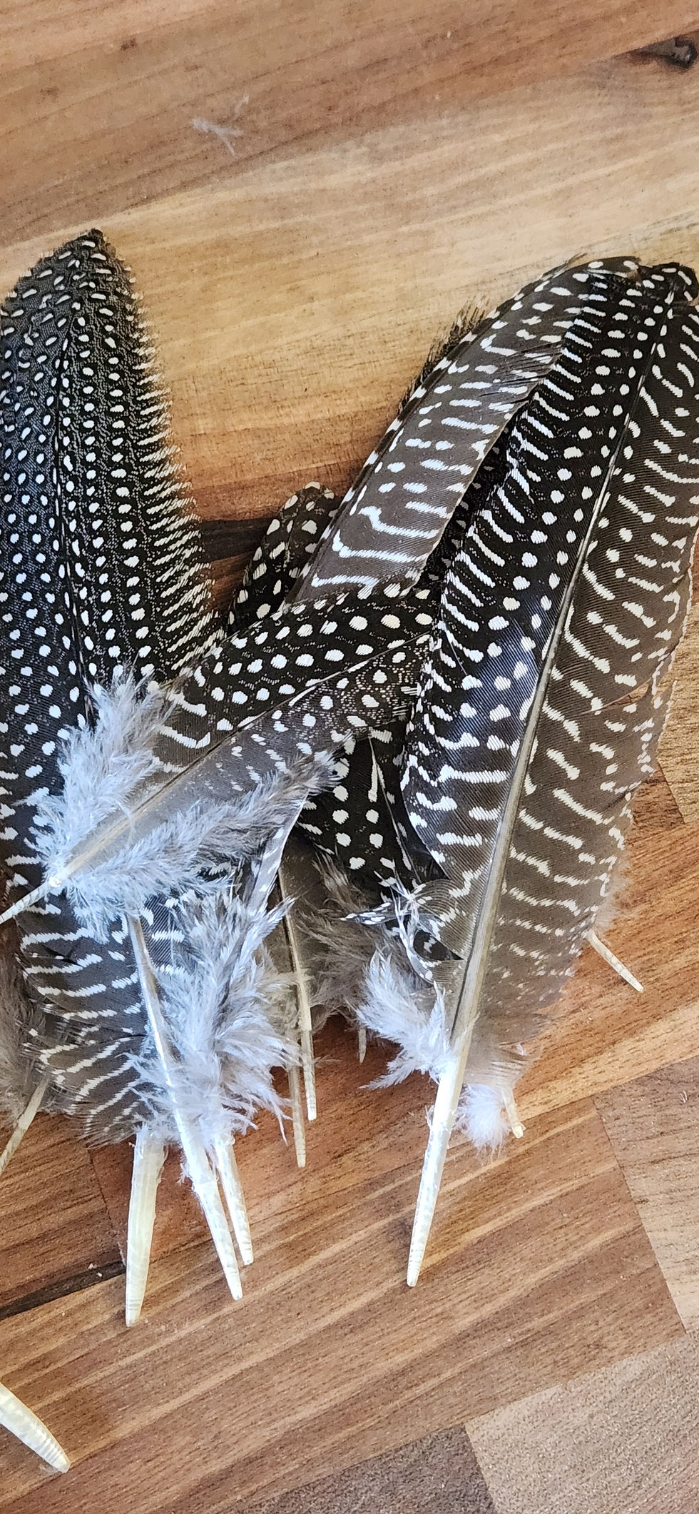 Thumbnail: Guinea Fowl Wing Feathers (2 wing set)