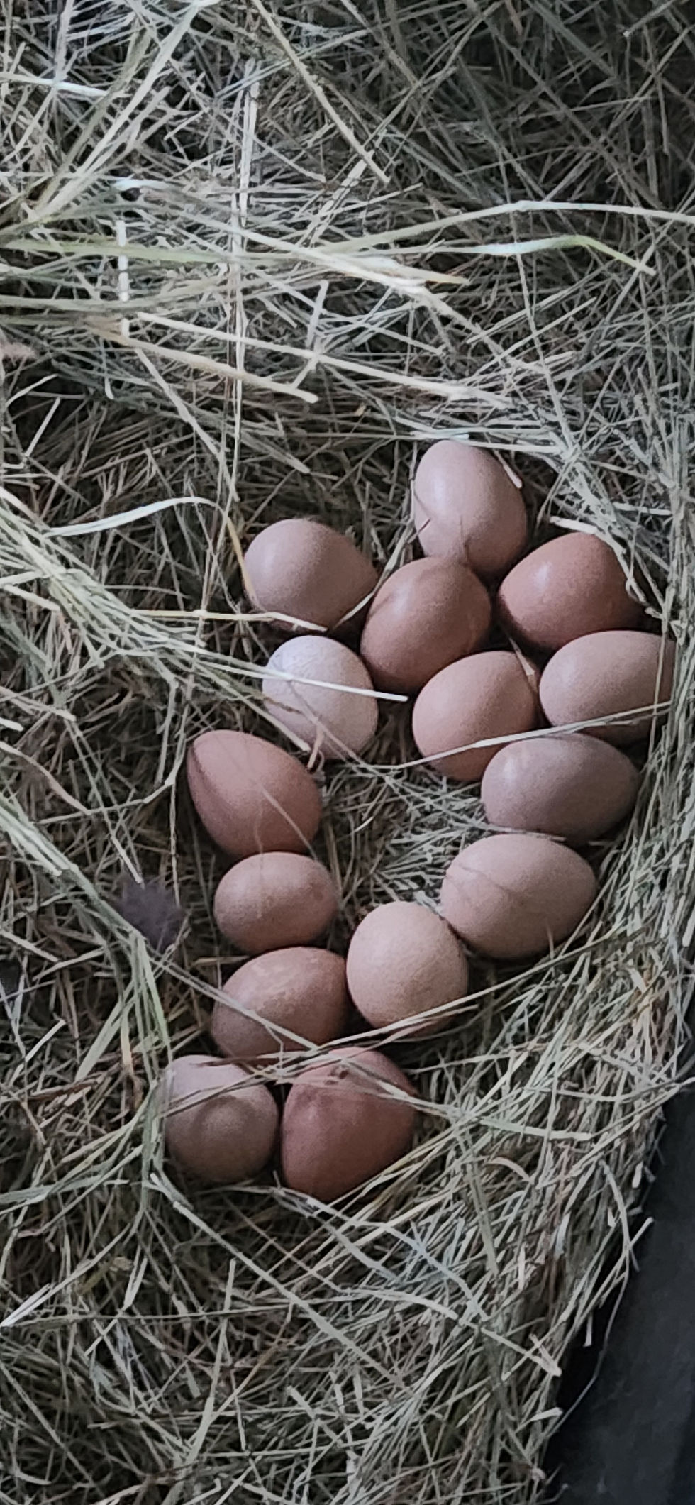 Thumbnail: Guinea Fowl Eggs