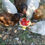 Thumbnail: Chicken Eggs