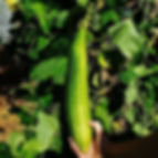 Thumbnail: Luffa Seeds