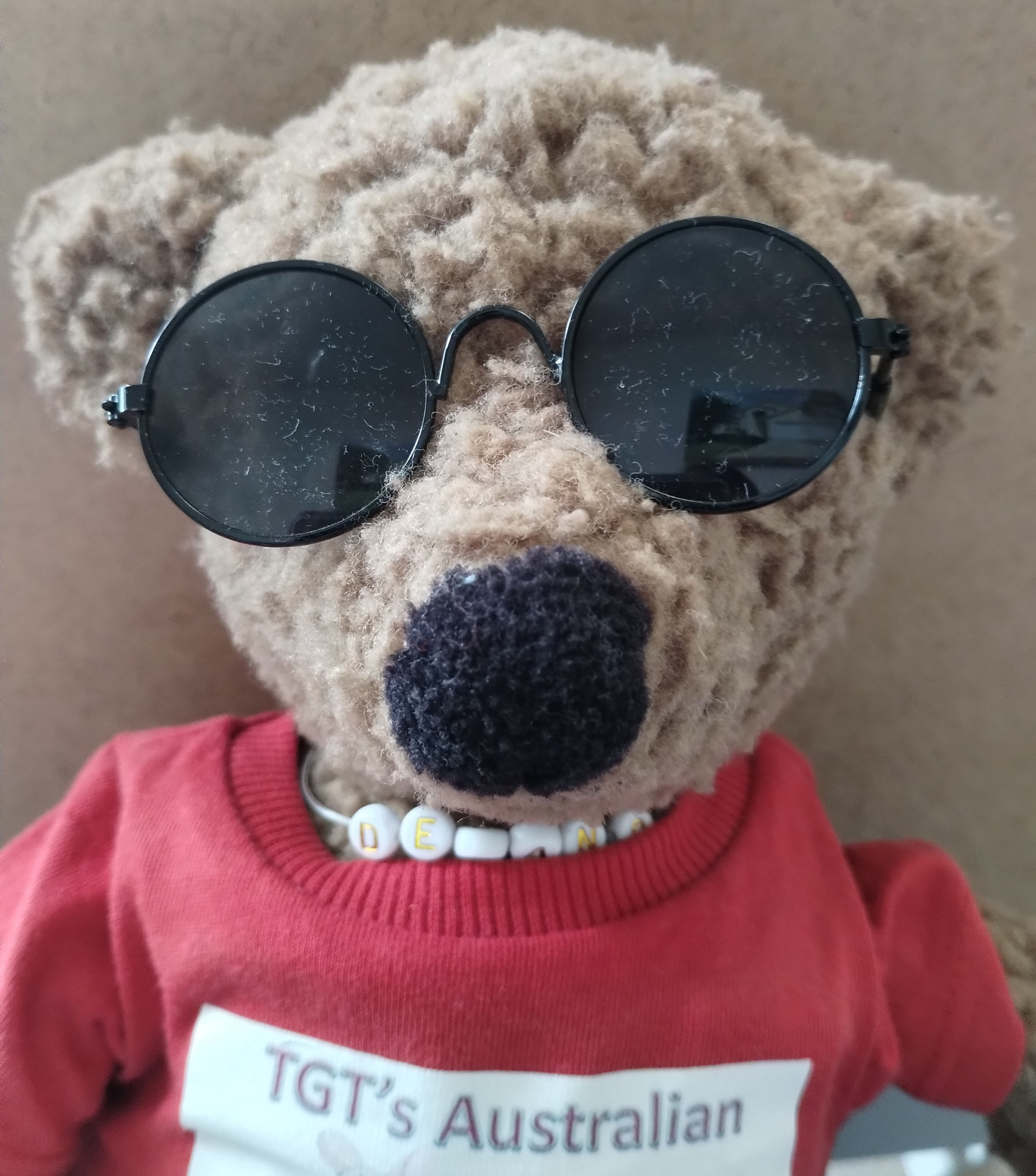 Teddy in wire-rimmed sunglasses