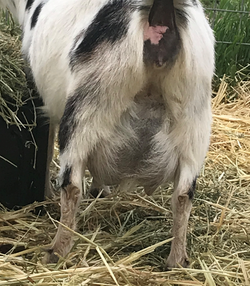 Georgia's Udder FF 2yrsold