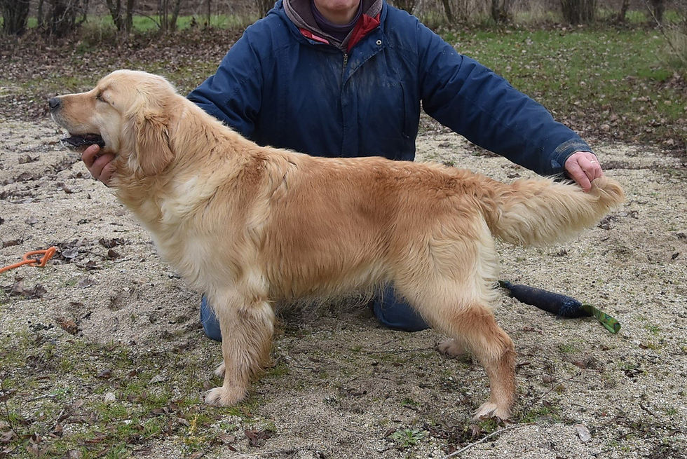 chien-golden-retriever-fauve-clair-remember-me-elevage-du-fond-de-la-noye-2 (1)