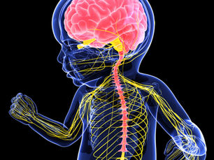 The Secret Life of Your Brain and Body